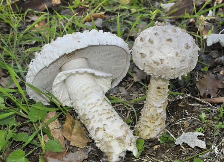 Amanita codinae ?